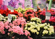 De nieuwe serie van Koppe Begonia de Sweeties. Het zijn genetisch compacte planten en dus hebben ze weinig remregulatoren nodig. Op dit moment in Van der Pligt de enige kweker voor dit product in Nederland. Er zijn zes verschillende soorten op dit moment; rood, wit, roze, licht geel, zalmkleurig en adonia roze. Binnekort komen er nog twee kleuren.